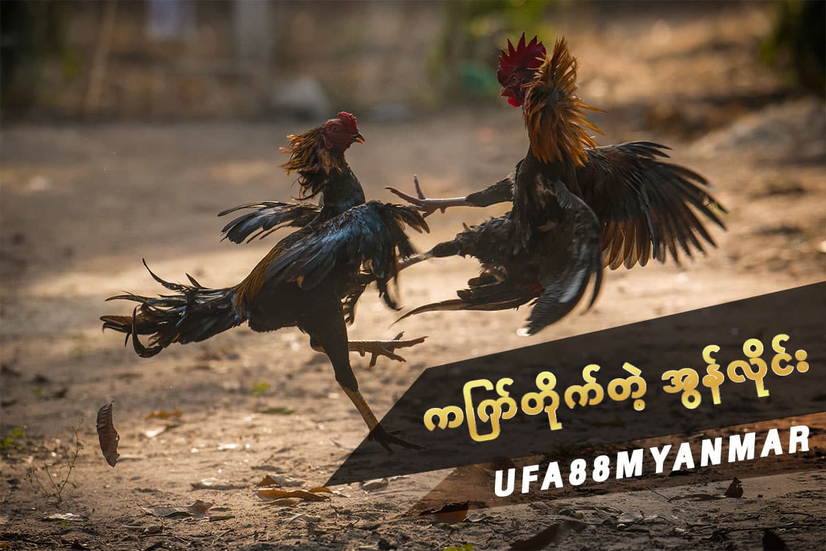 ကြက်တိုက်