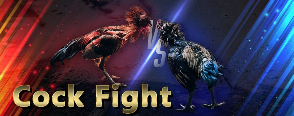 cock fight
