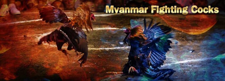 Myanmar Fighting Cocks
